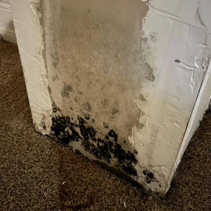 Professional Mold Removal in Colby, KS